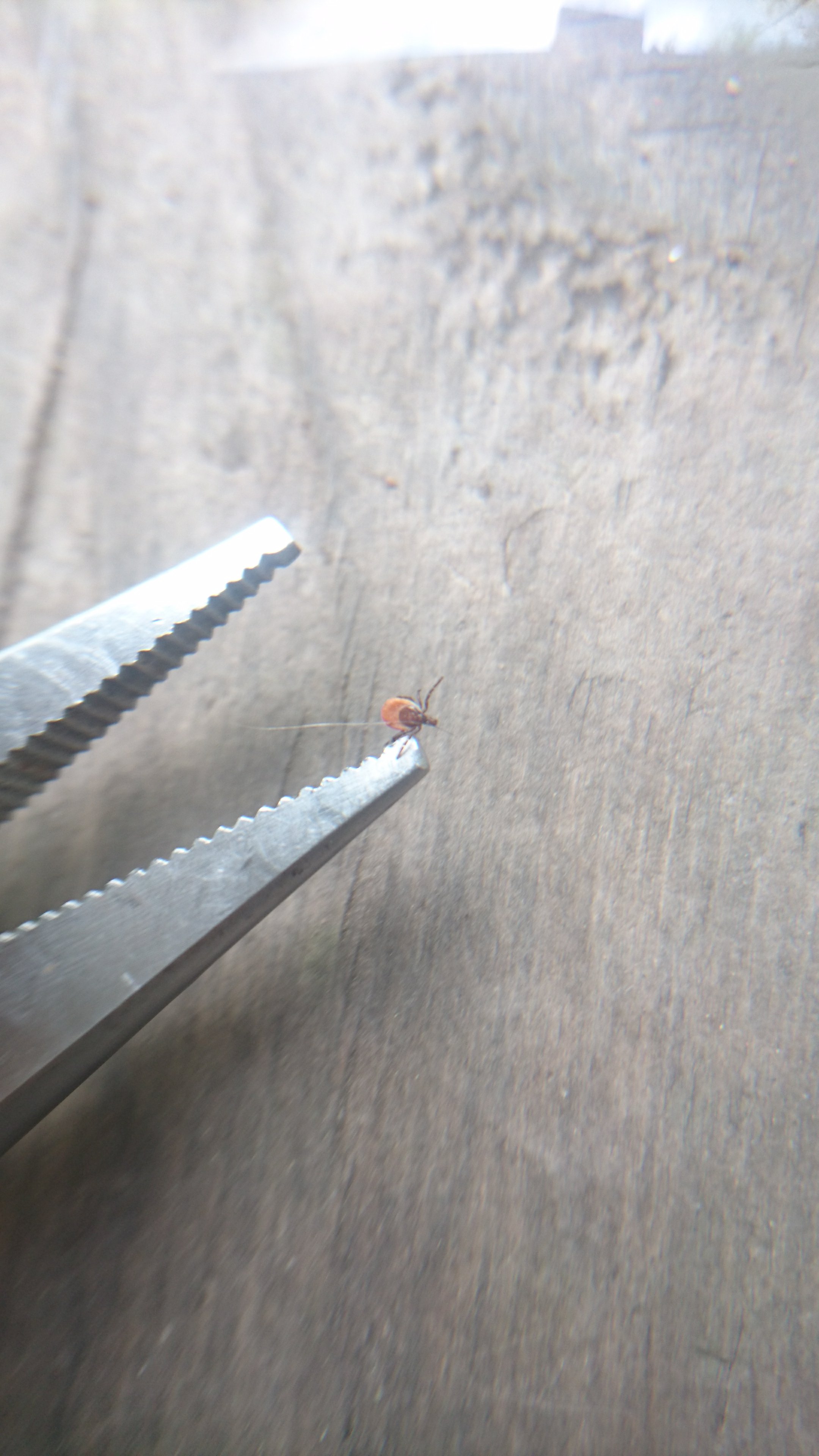 tick, head intact on the end of pliers